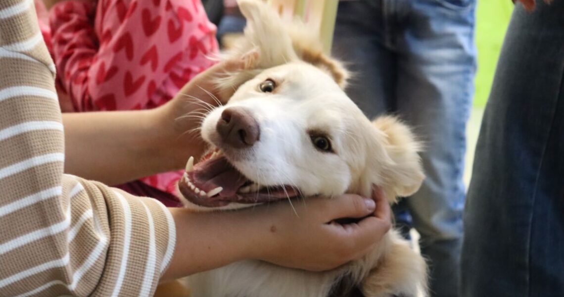 Zajęcia dla dzieci z elemntami dogoterapii7